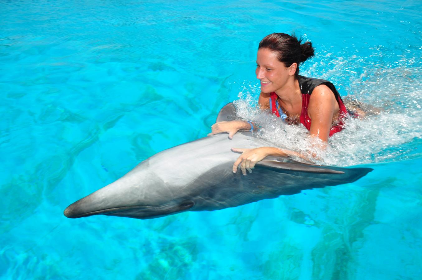 Dolphins Show and swimming with dolphins in Belek Antalya Vigo Tours