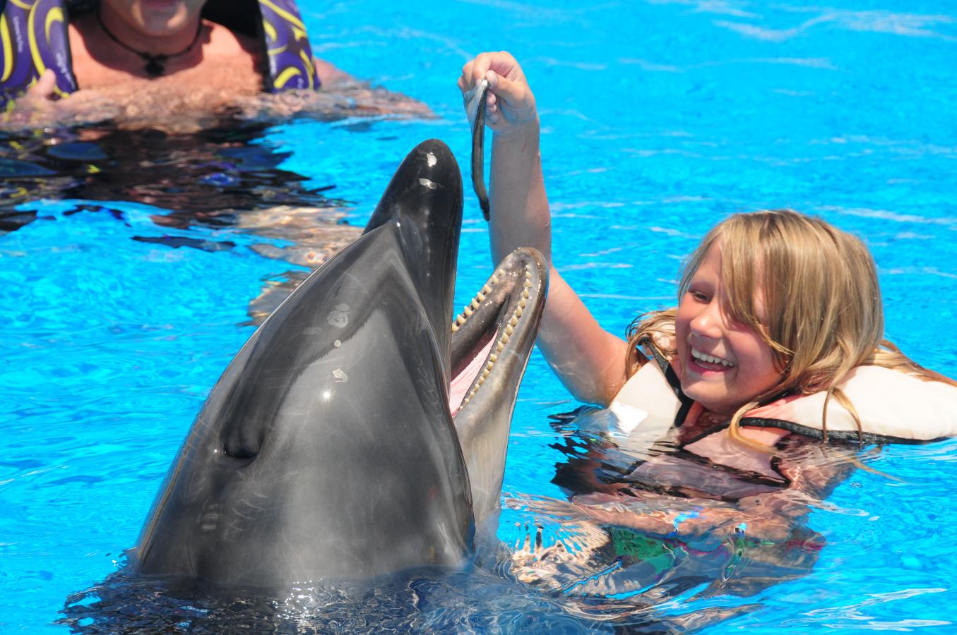 Dolphins Show and swimming with dolphins in Belek Vigo Tours