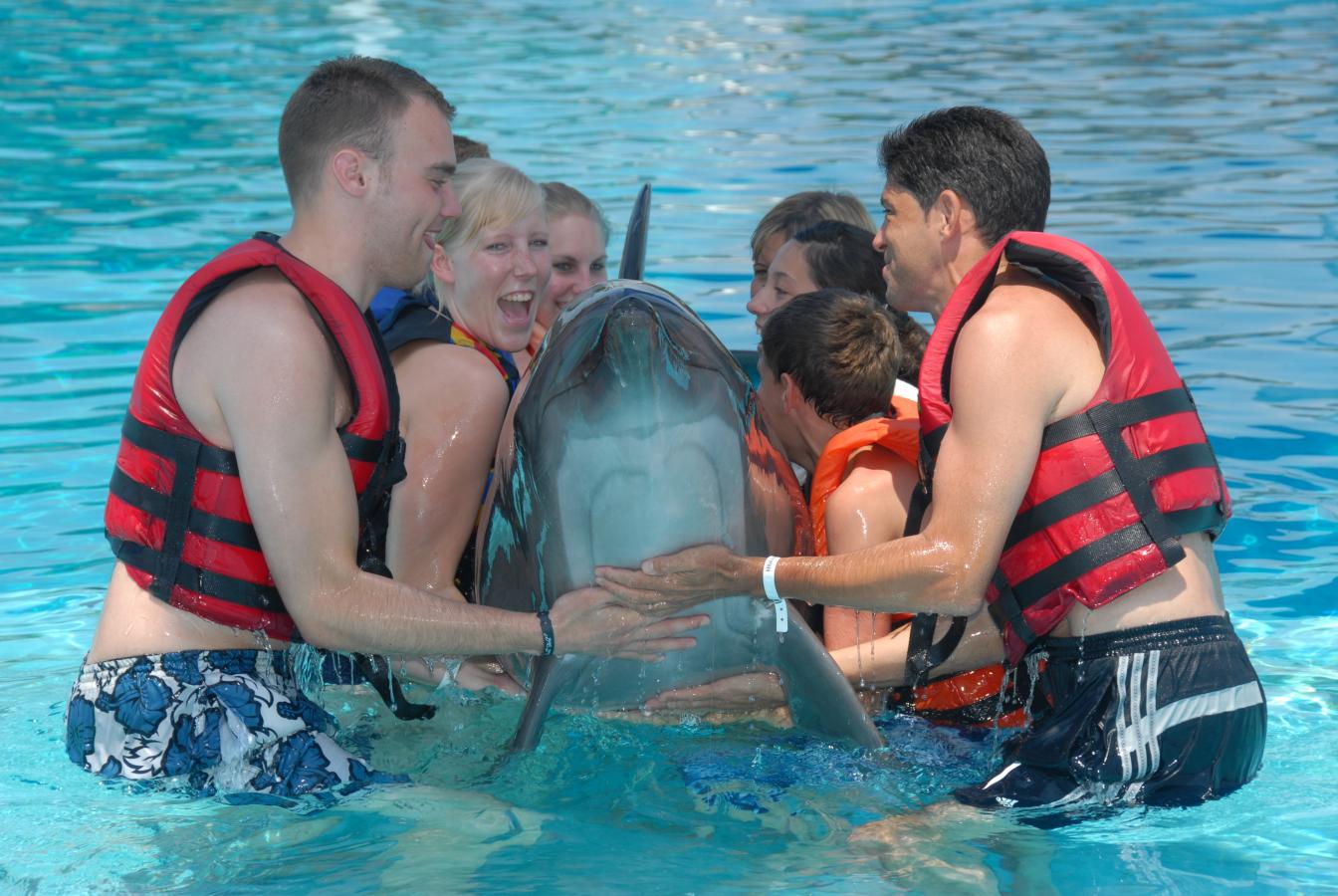 Dolphins Show and Swimming with Dolphins in Antalya Vigo tours