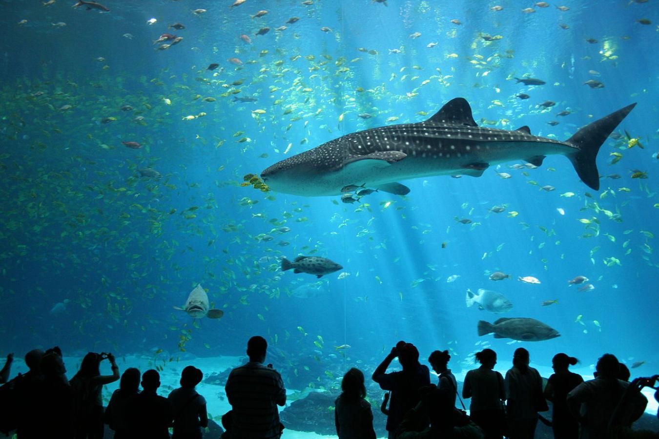 World biggest tunnel Aquarium tour from Belek Vigo Tours