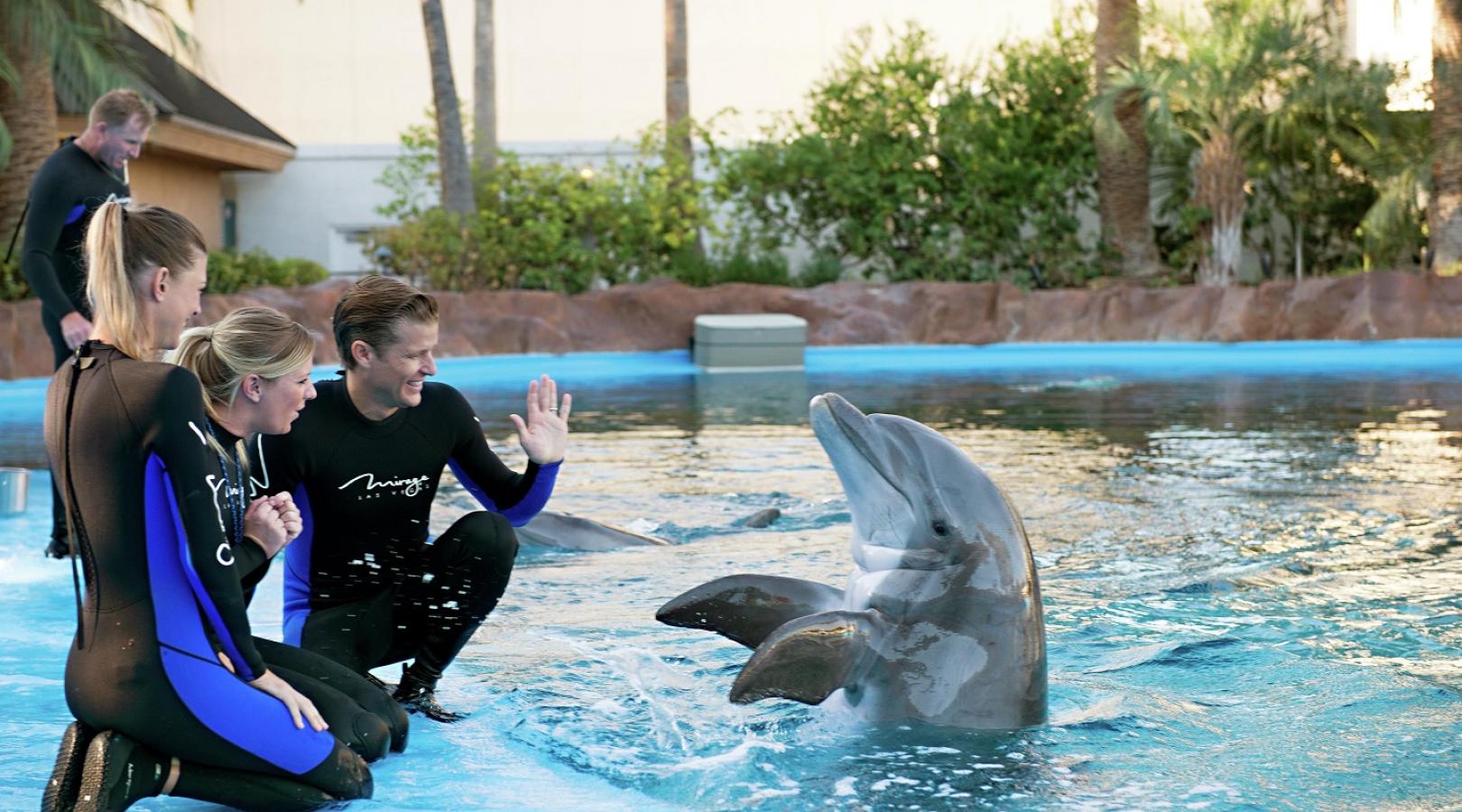 dolphins tour antalya