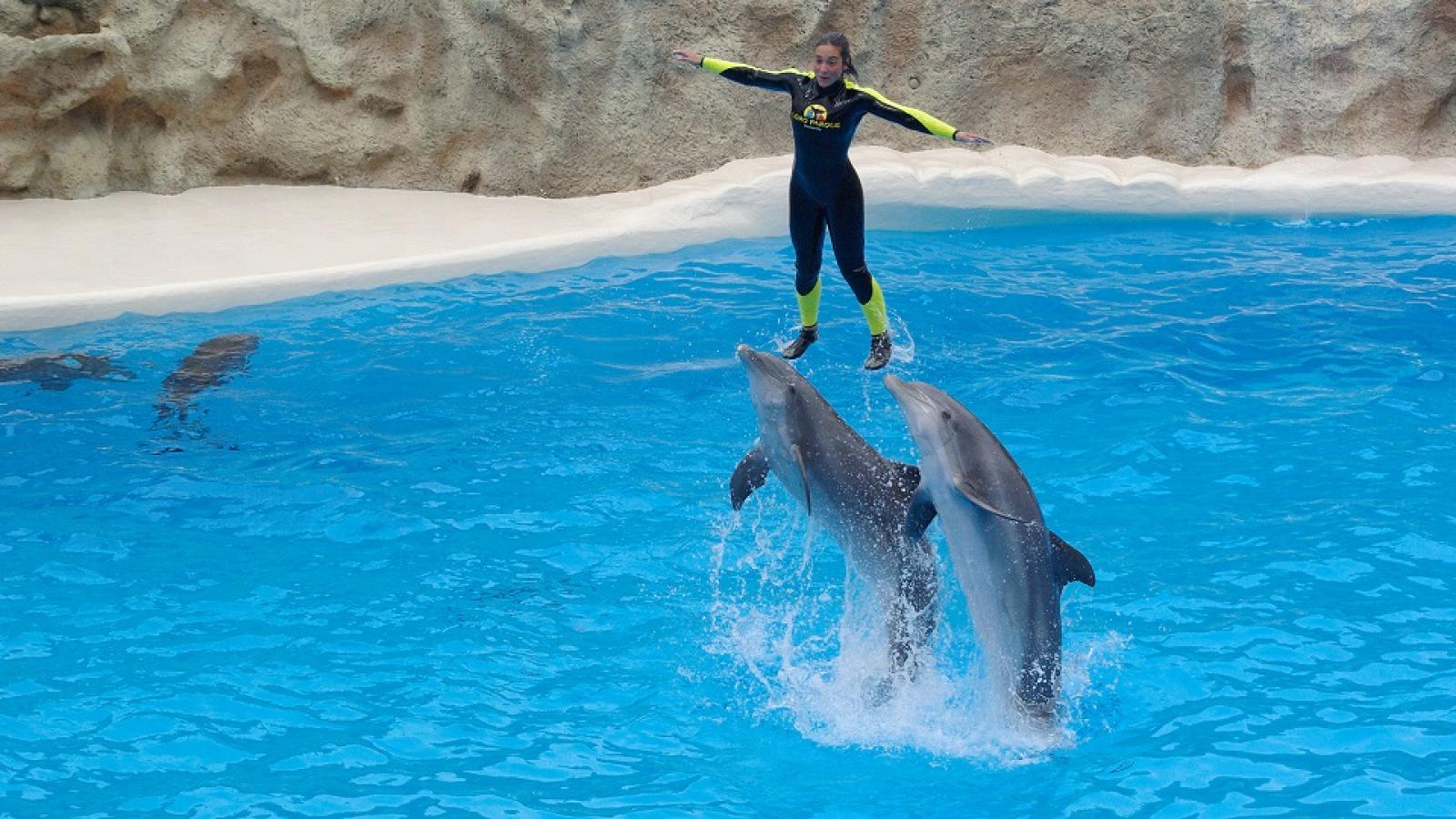 dolphins tour antalya