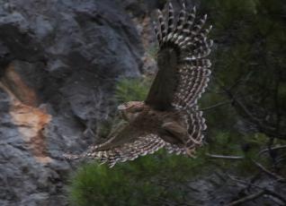 Brown Fish Owls at Oymapinar Lake near Manavgat